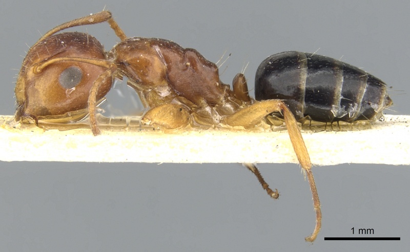 File:Camponotus andrewsi casent0903579 p 1 high.jpg