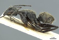 Camponotus conradti casent0911651 p 1 high.jpg