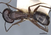 Camponotus fieldeae casent0905315 d 1 high.jpg