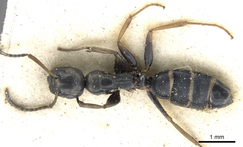 File:Camponotus flavolimbatus casent0903581 d 1 high.jpg