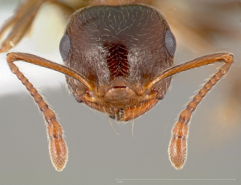 File:Crematogaster mormonum casent0005671 head 1.jpg