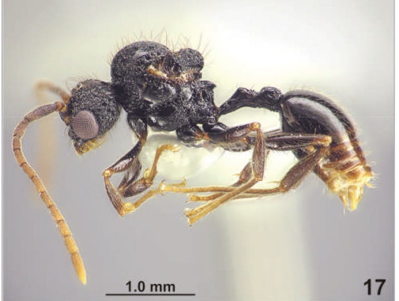 File:Eguchi et al 2008-3Acanthomyrmex-glabfemoralis male hal.jpg