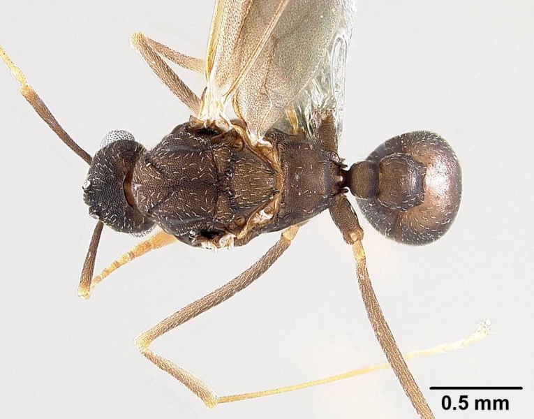 File:Mycetagroicus inflatus antweb1008120 d 1 high.jpg