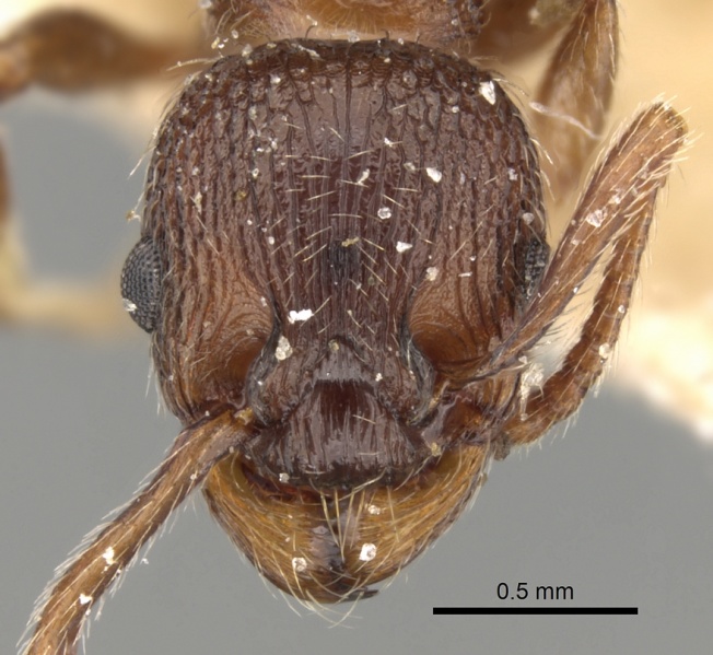 File:Myrmica stangeana H casent0280822.jpg