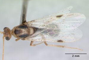 Odontomachus bauri casent0173303 dorsal 1.jpg