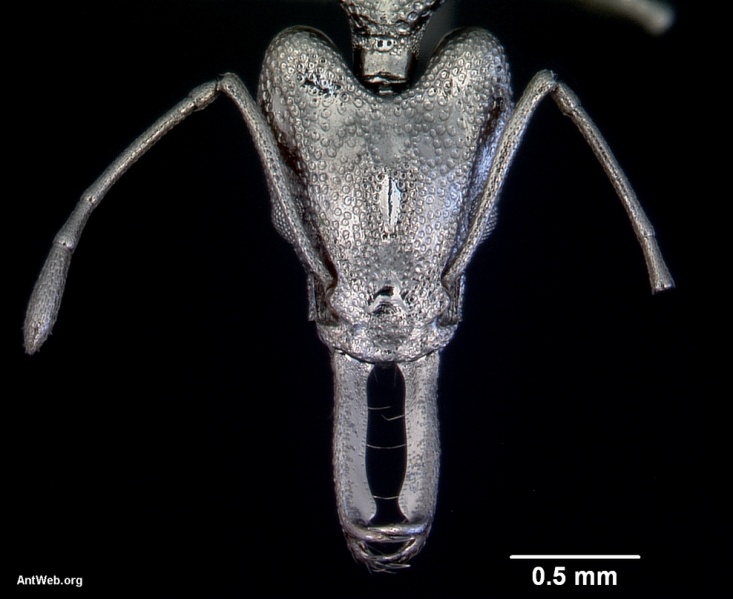 File:Orectognathus antennatus casent0172361 head 1.jpg