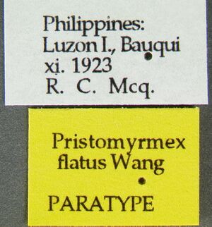 Pristomyrmex-flatusLabel.jpg