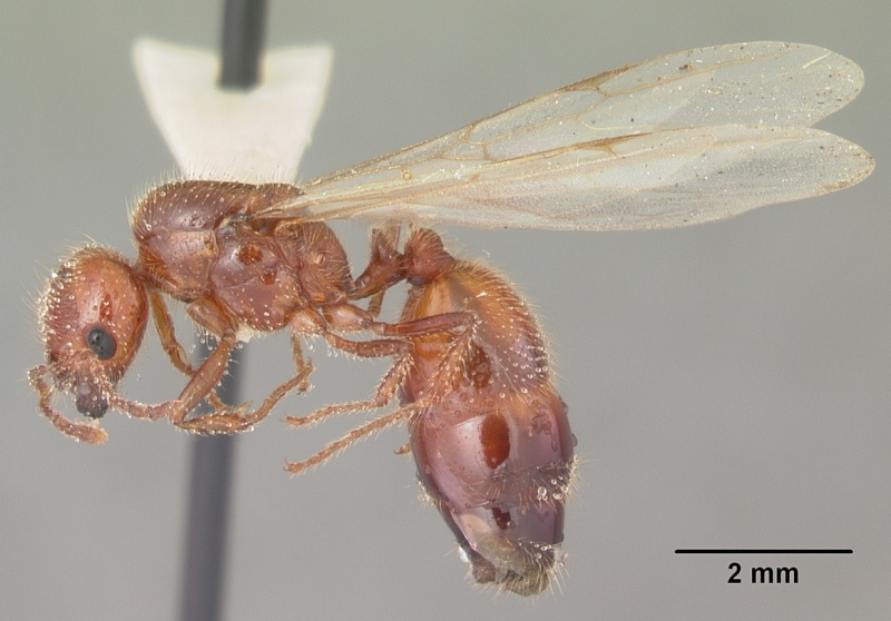 File:Solenopsis geminata casent0104519 profile 2.jpg