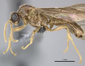 Adetomyrma caudapinnigera casent0244402 p 1 high.jpg