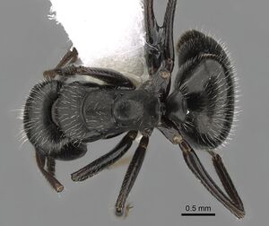 Camponotus abscisus casent0280101 d 1 high.jpg
