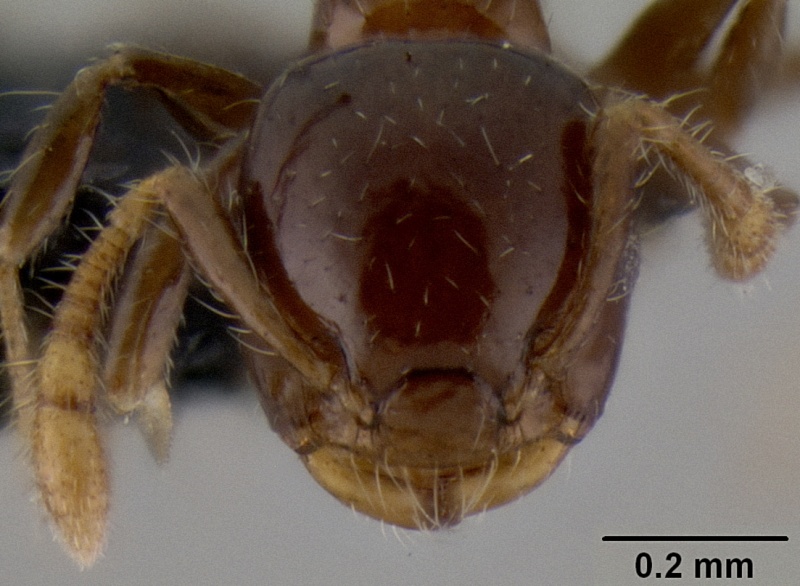 File:Crematogaster lango casent0086553 h 1 high.jpg