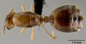 Crematogaster razana casent0148782 d 1 high.jpg