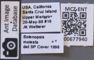 MCZ-ENT00677940 Solenopsis molesta lbs.JPG