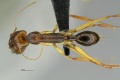MCZ Odontomachus rixosus had1 25.jpg