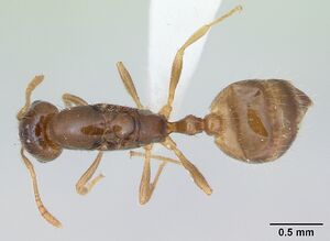 Monomorium bifidoclypeatum casent0173548 dorsal 1.jpg