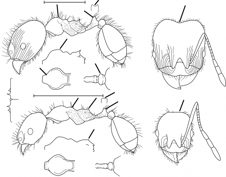 File:Pheidole crozieri Wilson 2003.jpg