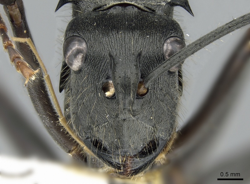 File:Polyrhachis continua casent0281392 h 1 high.jpg