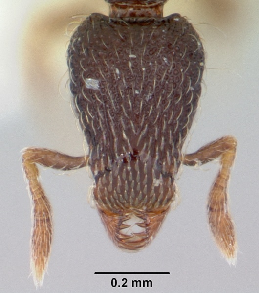 File:Pyramica sistrura casent0102591 head 1.jpg