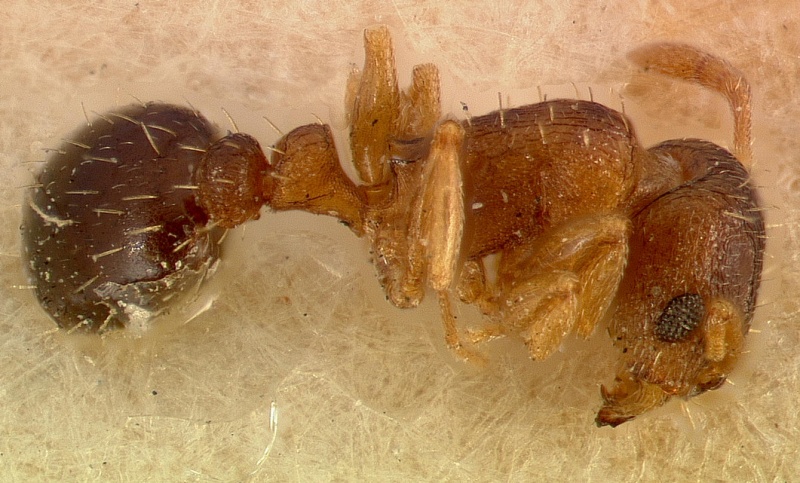 File:Tetramorium caldarium casent0003150 profile 1.jpg