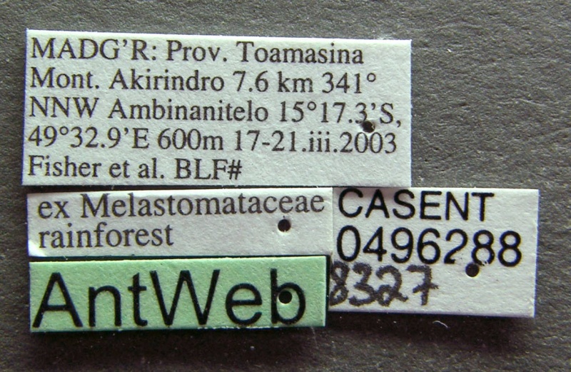 File:Vitsika breviscapa casent0496288 l 1 high.jpg