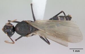 Camponotus planus casent0173220 dorsal 1.jpg