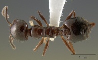 Crematogaster malala casent0127524 d 1 high.jpg