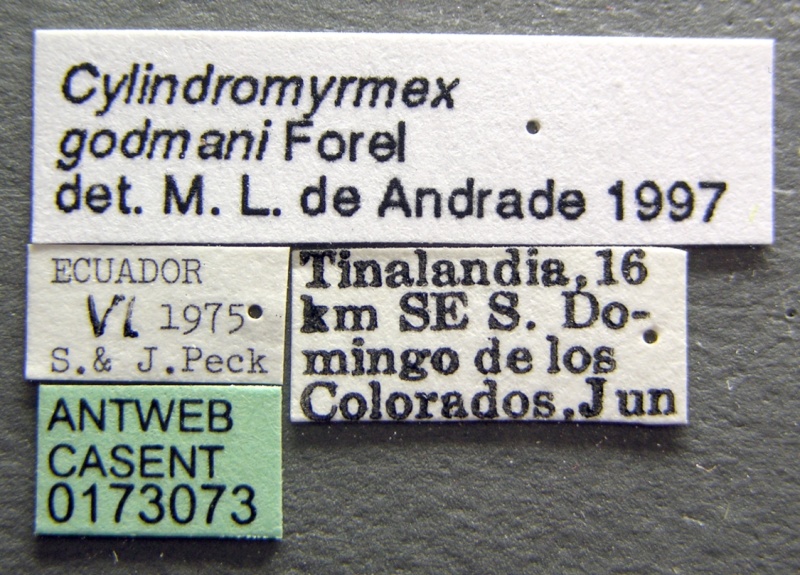 File:Cylindromyrmex godmani casent0173073 l 1 high.jpg