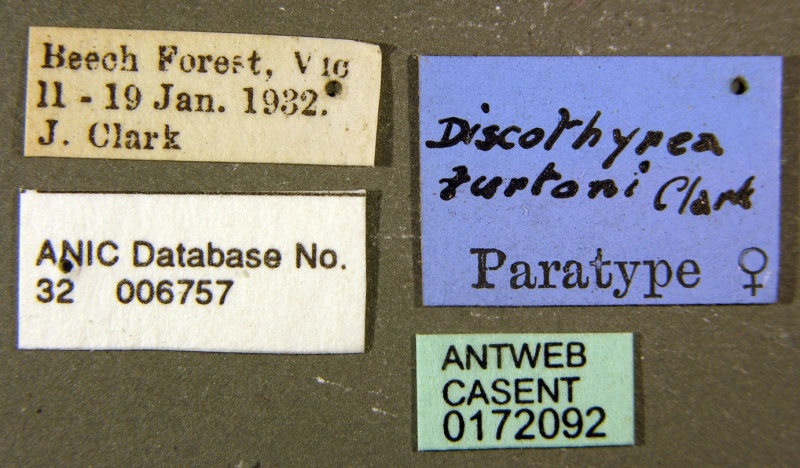 File:Discothyrea turtoni casent0172092 label 1.jpg