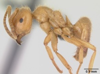 Lasius distinguendus casent0172737 profile 1.jpg