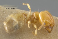 MCZ-ENT00020760 Pheidole terresi hal.jpg