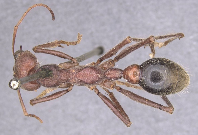 File:Myrmecia flavicoma casent0915406 d 1 high.jpg