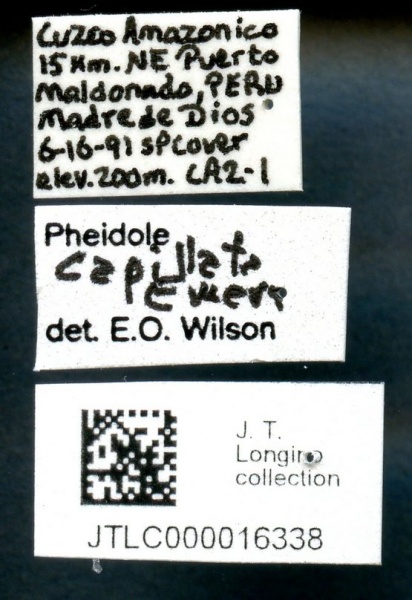 File:Pheidole capillata jtlc000016338 l 1 high.jpg