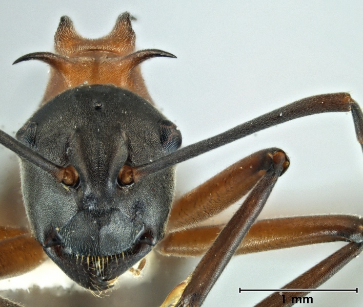 File:Polyrhachis taylori head.jpg