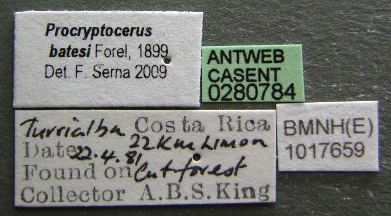 File:Procryptocerus batesi casent0280784 l 1 high.jpg