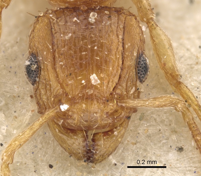 File:Tetramorium flaviceps casent0901128 h 1 high.jpg