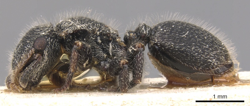 File:Cephalotes pilosus P casent0904911.jpg