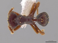 Eurhopalothrix zipacna casent0612513 d 1 high.jpg