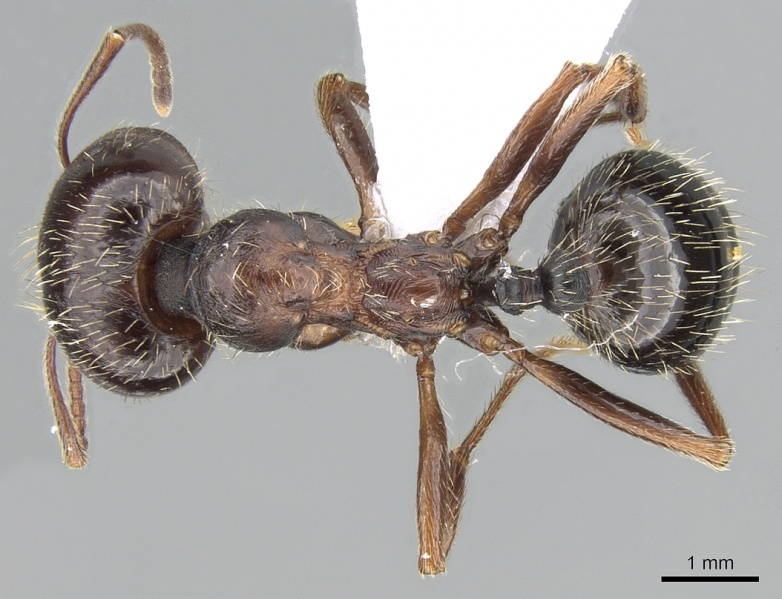 File:Messor orientalis casent0281208 d 1 high.jpg