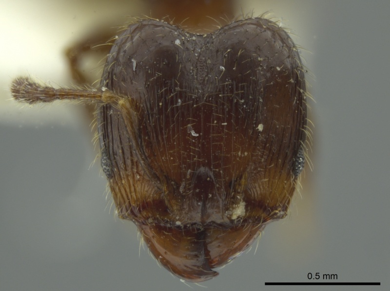 File:Pheidole chalcoides jtlc000016346 h 1 high.jpg