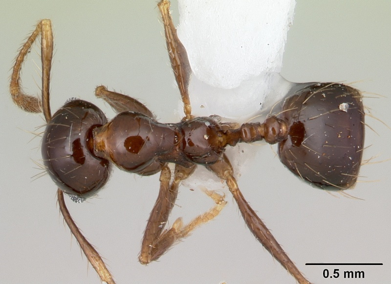 File:Pheidole gertrudae casent0178029 dorsal 1.jpg