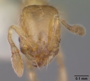 Solenopsis abdita casent0104494 head 1.jpg