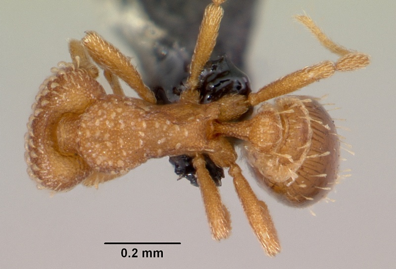 File:Strumigenys emmae casent0060342 dorsal 1.jpg