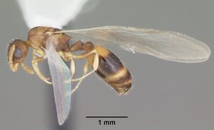 Temnothorax curvispinosus casent0104039 profile 2.jpg