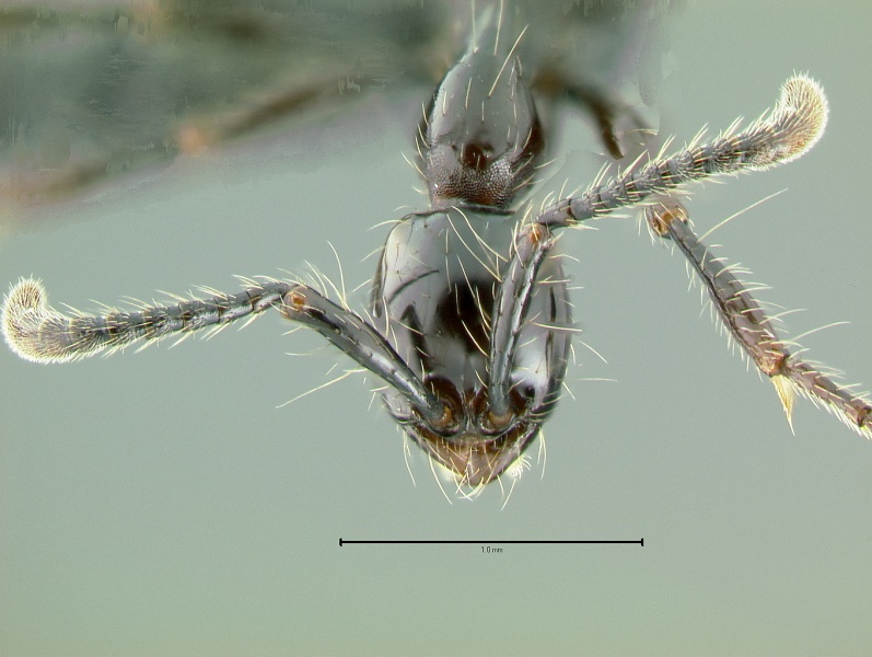 File:Aenictus-gracilisH5x.jpg