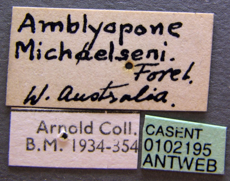 File:Amblyopone michaelseni casent0102195 label 1.jpg