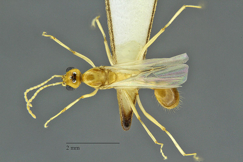 File:Aphaenogaster-alate1-25x.jpg