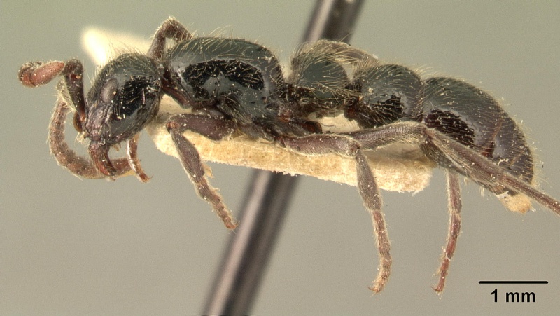 File:Cerapachys mayri casent0101831 profile 1.jpg