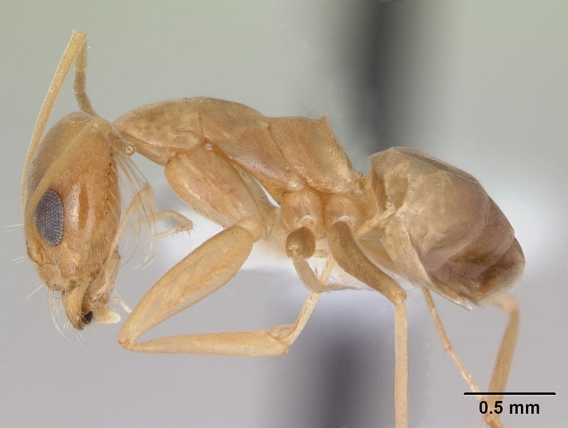 File:Dorymyrmex exsanguis casent0173847 profile 1.jpg