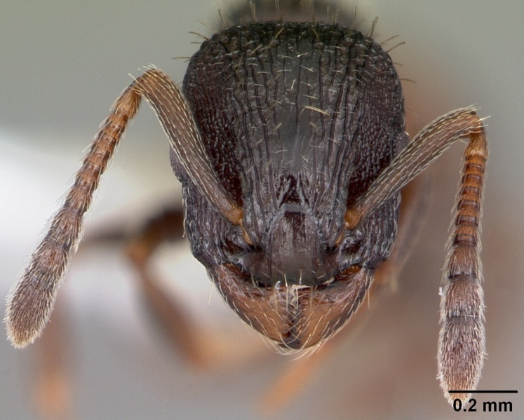 File:Leptothorax crassipilis casent0104820 head 1.jpg