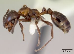 Monomorium antarcticum casent0172354 profile 1.jpg